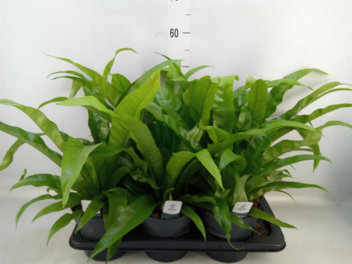 <h4>Asplenium antiquum</h4>