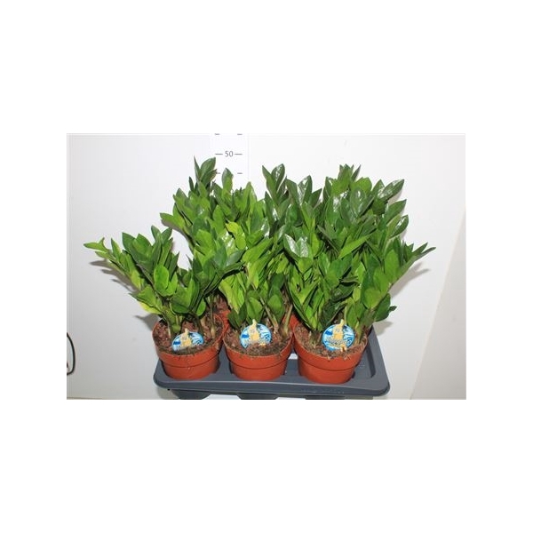 <h4>Zamio Zamiifolia 10+</h4>