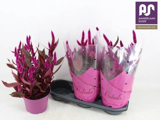 <h4>CEL MYSTIC SHADES</h4>