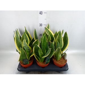 Sansevieria trifa. 'Futura Superba'