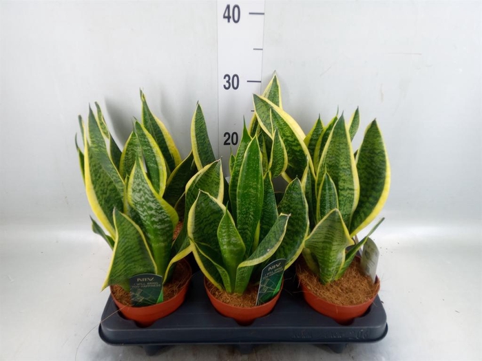 <h4>Sansevieria trifa. 'Futura Superba'</h4>