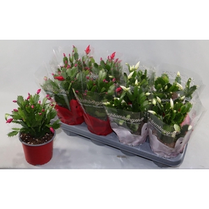 Schlumbergera gemengd 2 kleuren