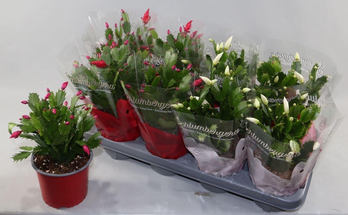 <h4>Schlumbergera gemengd 2 kleuren</h4>