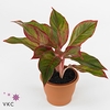 Aglaonema Crete