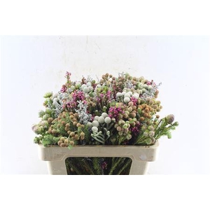 Kaaps Groen Gemengd In Bos