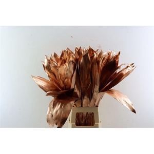 Aspidistra Copper