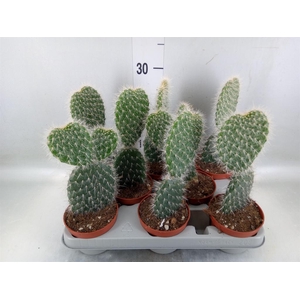 Opuntia