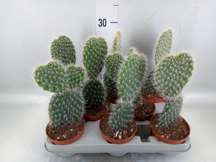 <h4>Opuntia</h4>