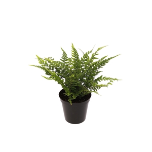 Polystichum tsus-simense