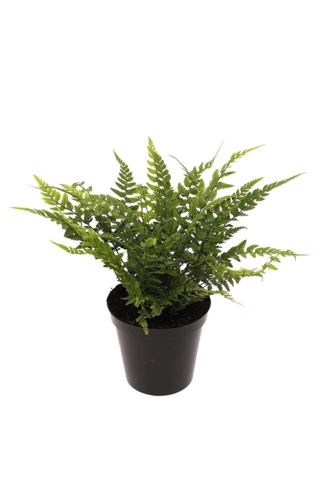 <h4>Polystichum tsus-simense</h4>