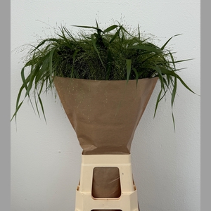 Panic Vi Fontaine 80 Cm