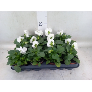 Viola wr. 'Delta Pure White'