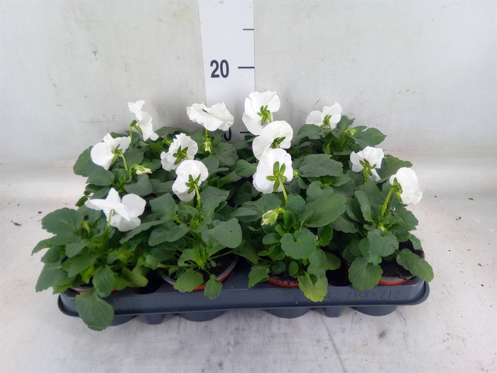 <h4>Viola wr. 'Delta Pure White'</h4>