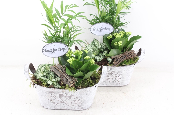 <h4>arr2 TD - Zink ovaal - wit</h4>