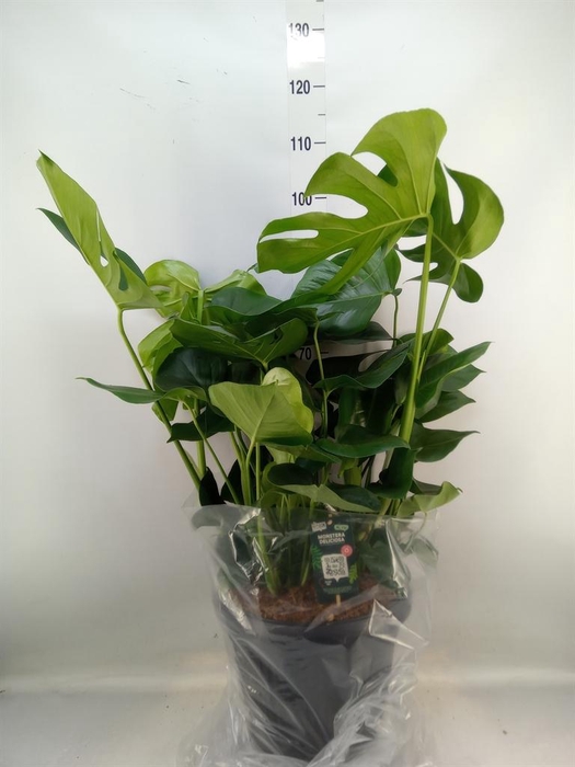 <h4>Monstera delic.</h4>