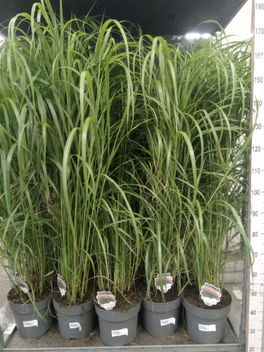 <h4>Miscanthus sin.</h4>