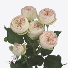 Rosa spray mansfield park