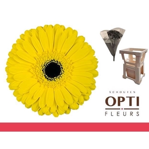 Gerbera Don Leo Water / Hoes