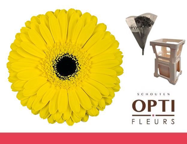 <h4>GE GR DON LEO-Water hoes ongelijk</h4>