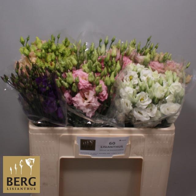 <h4>EUS G GEM IN FUST</h4>