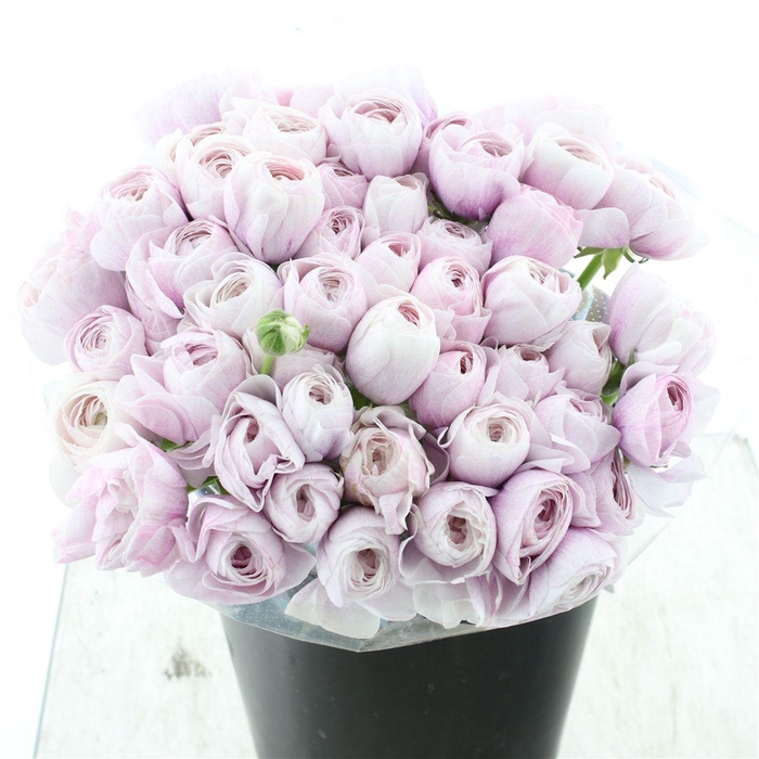 <h4>Ran Su Sr Nebbia Extra</h4>