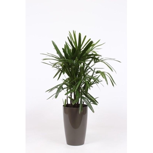 Rhapis excelsa in Santorini pot 