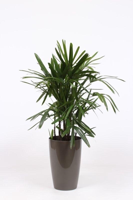 <h4>Rhapis excelsa in Santorini pot "taupe"</h4>