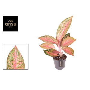 Aglaonema Tango Pink