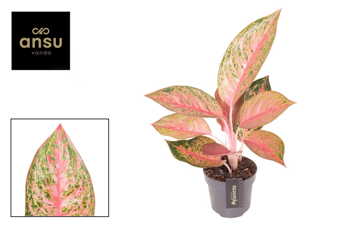 <h4>Aglaonema Tango Pink</h4>