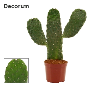 Opuntia consolea rubescens 9 cm (Decorum)