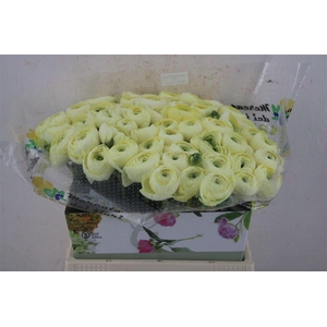 Ran Cloni Ex Commedia