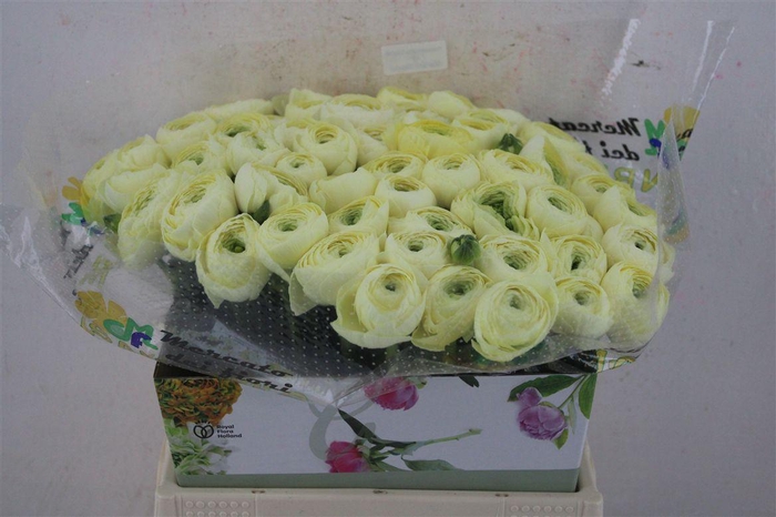 <h4>Ran Cloni Ex Commedia</h4>