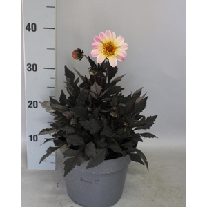 Dahlia 19 cm Donkerblad Cream