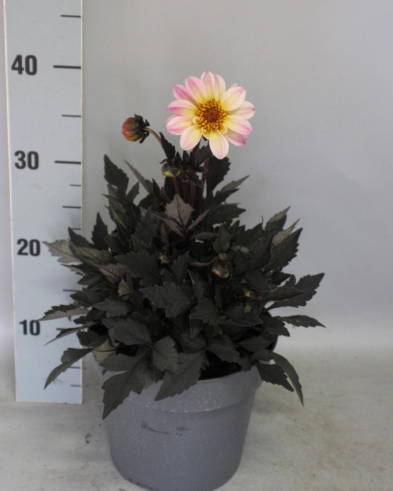 <h4>Dahlia 19 cm Donkerblad Cream</h4>