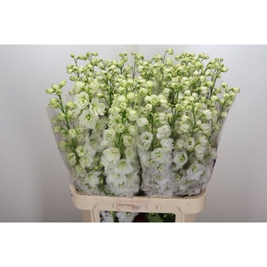 Delphinium DU 'Dewi Siberia'