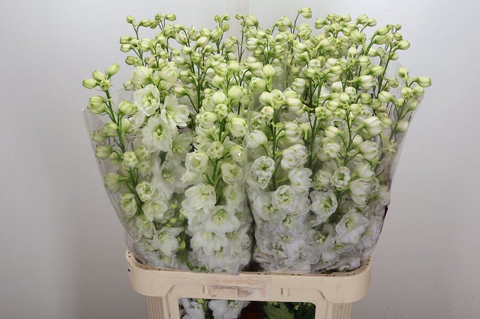 <h4>Delphinium DU 'Dewi Siberia'</h4>