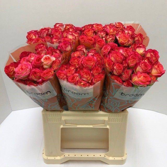 <h4>Rosa spray summer dance</h4>