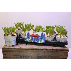 arr8 Muscar Big Smile