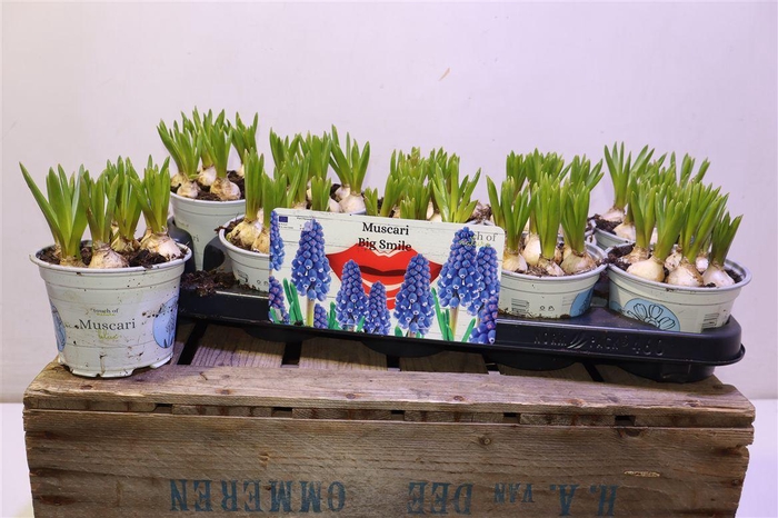 <h4>arr8 Muscar Big Smile</h4>