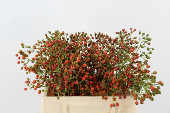 <h4>ROSA FAIR JEWEL</h4>