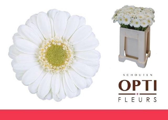 <h4>GE MI ALBINO</h4>