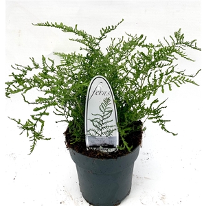 Dryopteris f-m 'Lin. Polydactyla' ES15 1,7l