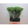 Ornithogalum Thyrsoides
