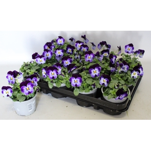 Viola cornuta F1 Denim jump up