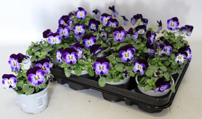 <h4>Viola cornuta F1 Denim jump up</h4>