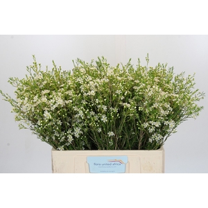 Chamelaucium Ofir