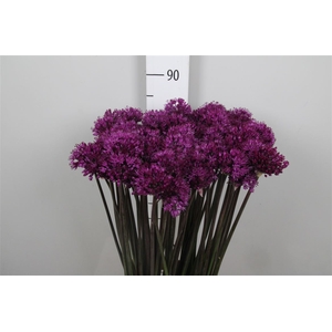 Allium Purple Sens