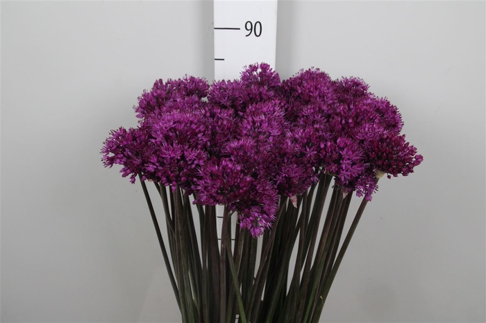 <h4>Allium Purple Sens</h4>