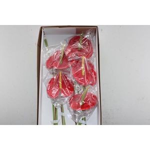 Anth A 020 Antiek (rood)x 10