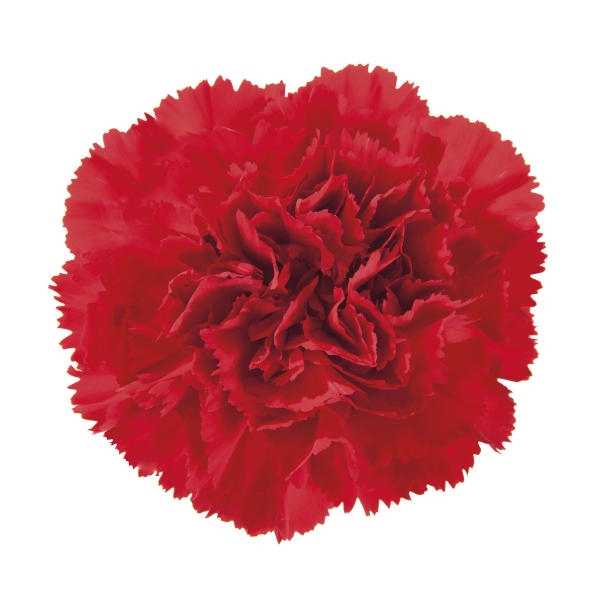 <h4>DI ST RED</h4>